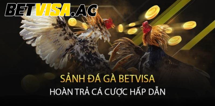 Phát sóng đá gà trực tiếp cực chuyên nghiệp Phát sóng đá gà trực tiếp cực chuyên nghiệp