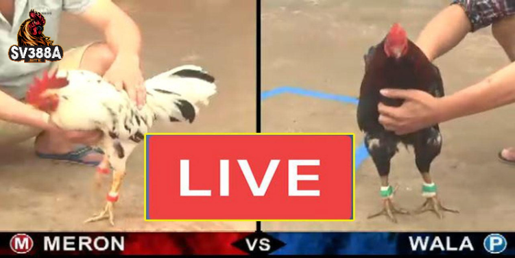 Cách thức tham gia sảnh đá gà Thomo tại Sv388 Cách thức tham gia sảnh đá gà Thomo tại Sv388