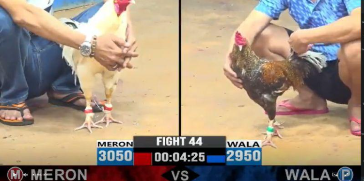 Những thế mạnh thu hút người chơi của đá gà Helo88